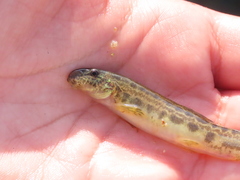 Cobitis paludica