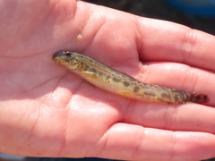 Cobitis paludica