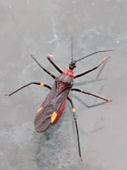 Graptocleptes bicolor