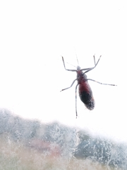 Graptocleptes bicolor
