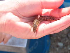 Cobitis paludica