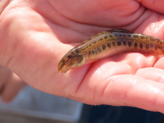 Cobitis paludica