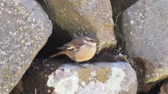 Cinclodes albiventris