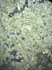 Verrucaria praetermissa