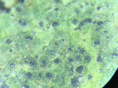 Verrucaria praetermissa