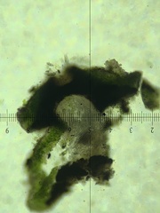 Verrucaria praetermissa