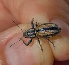 Naupactus verecundus