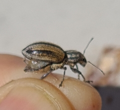Naupactus verecundus