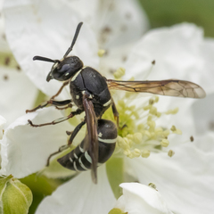 Euodynerus planitarsis