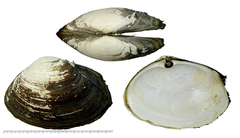 Tresus keenae