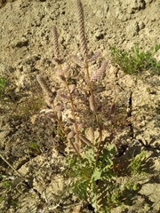 Psylliostachys spicata