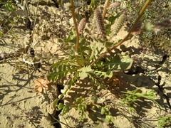 Psylliostachys spicata