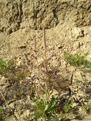 Psylliostachys spicata