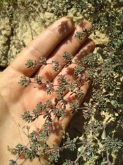 Frankenia pulverulenta