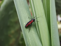 Dionconotus neglectus