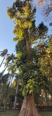 Pterygota alata