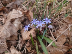 Scilla vindobonensis