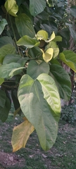 Pterygota alata