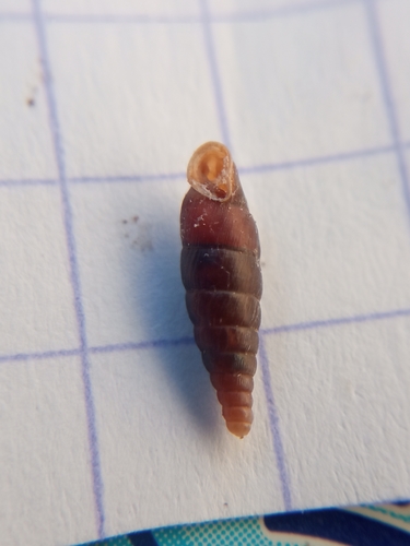 Wrinkled Door Snail, La Frette, France, photo 8 of 10