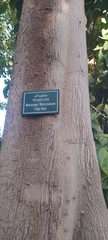 Pterygota alata