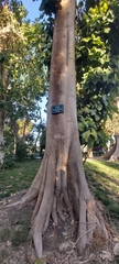Pterygota alata
