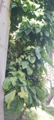 Pterygota alata