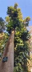 Pterygota alata