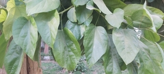 Pterygota alata