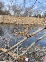 Podosphaera phytoptophila