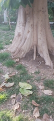 Pterygota alata