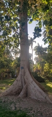 Bombax ceiba