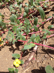 Camissoniopsis cheiranthifolia cheiranthifolia