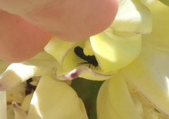 Tegeticula maculata
