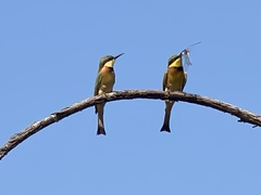 Merops pusillus argutus