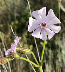 Silene rigens