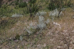 Tetradymia comosa