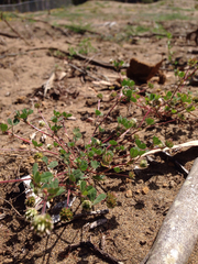 Trifolium microdon