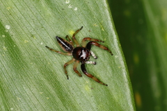 Arnoliseus