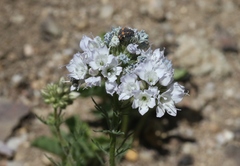 Gilia capitata abrotanifolia