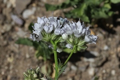 Gilia capitata abrotanifolia