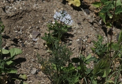 Gilia capitata abrotanifolia