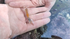 Gilvossius tyrrhenus