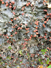 Peltigera horizontalis