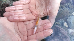 Gilvossius tyrrhenus