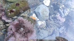 Gilvossius tyrrhenus