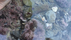 Gilvossius tyrrhenus