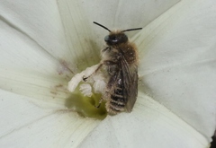 Diadasia bituberculata