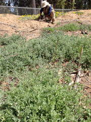 Lessingia germanorum