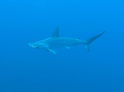 Scalloped hammerhead