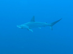 Scalloped hammerhead